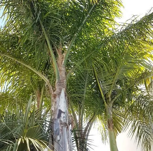 Marina 27 * 阿尔布费拉